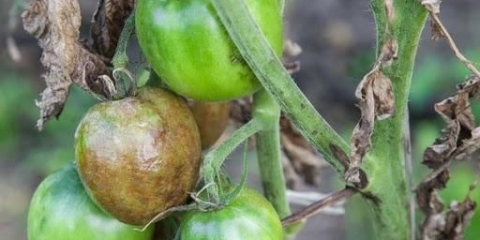 Da li je moguće koristiti trichopolum protiv fitoftore?